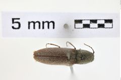 Foto (Dorsalansicht) von Limonius anceps (NHMW-ZOO-COL-0008599)